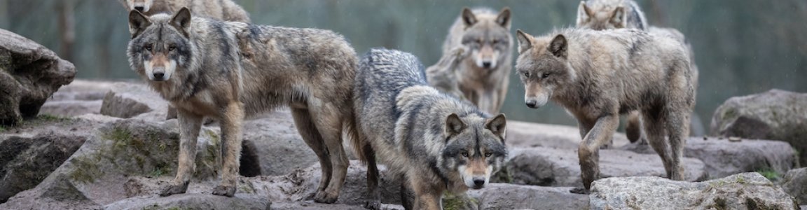 Obersaxen Wahrscheinlich Viertes Wolfsrudel In Graubunden Gruppe Wolf Schweiz