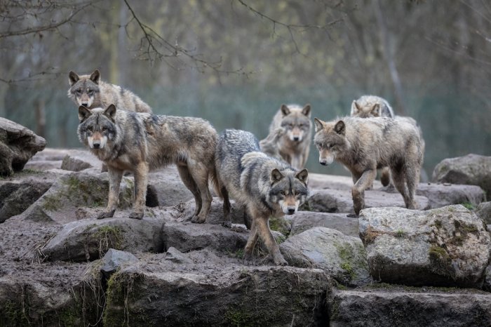 Obersaxen Wahrscheinlich Viertes Wolfsrudel In Graubunden Gruppe Wolf Schweiz